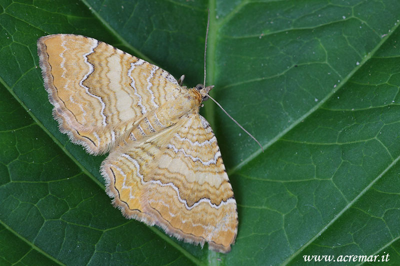 Camptogramma bilineata?