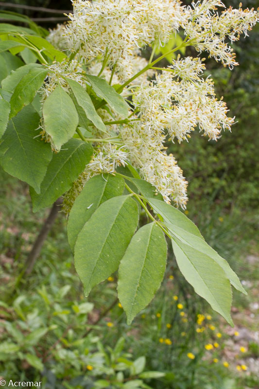 Fraxinus ornus