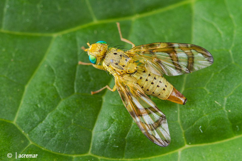 Orellia falcata (Tephritidae)