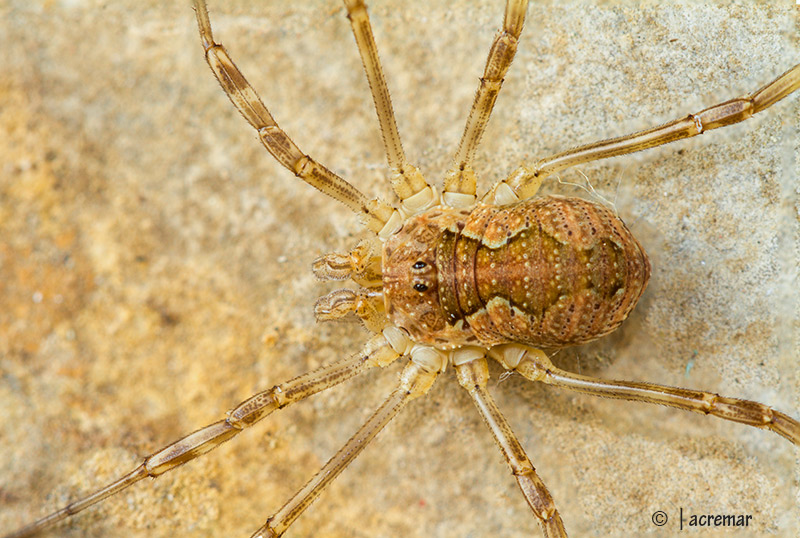 Opilionide da identificare:  Mitopus morio