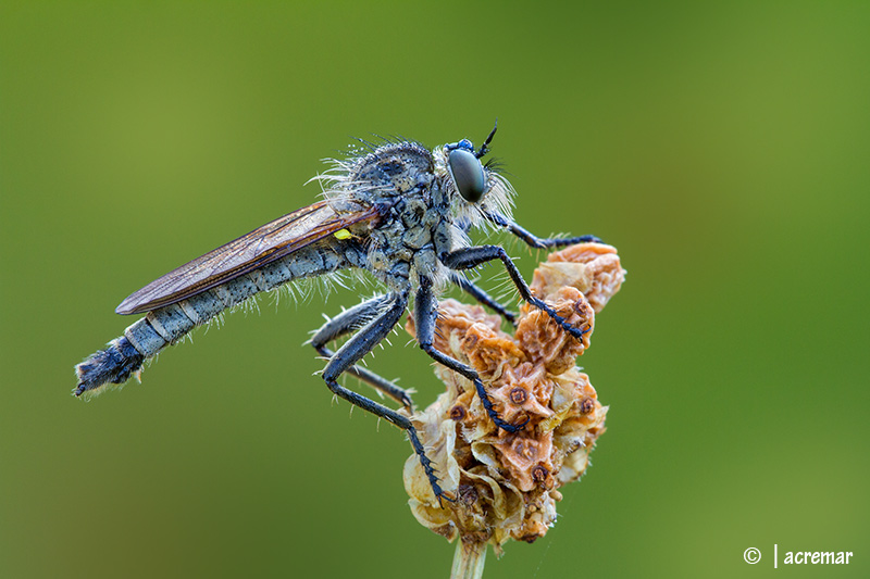 Asilide da identificare