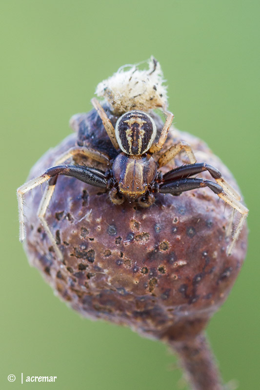 maschio di Xysticus sp. - Monte Antola (GE)