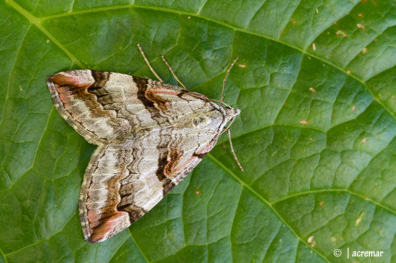 Falena da identificare - Aplocera sp.