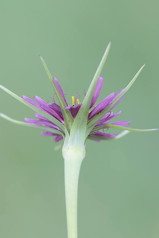 Tragopogon porrifolius