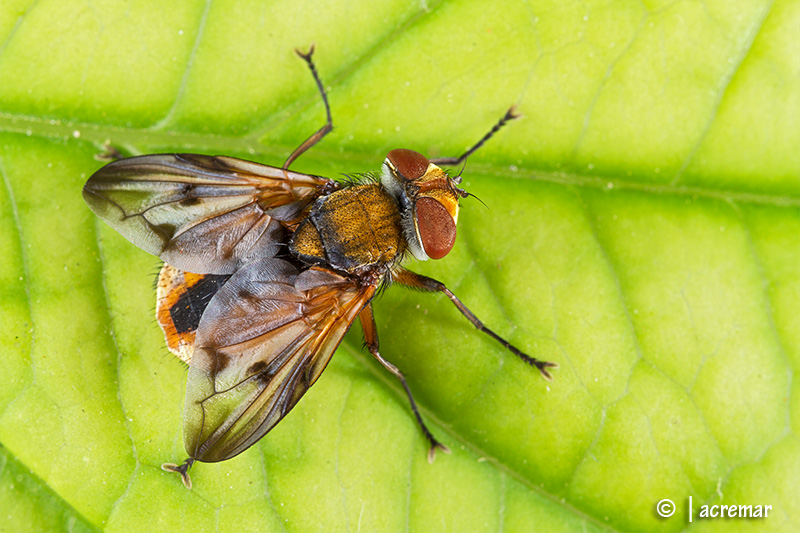 Ectophasia crassipennis (Tachinidae)