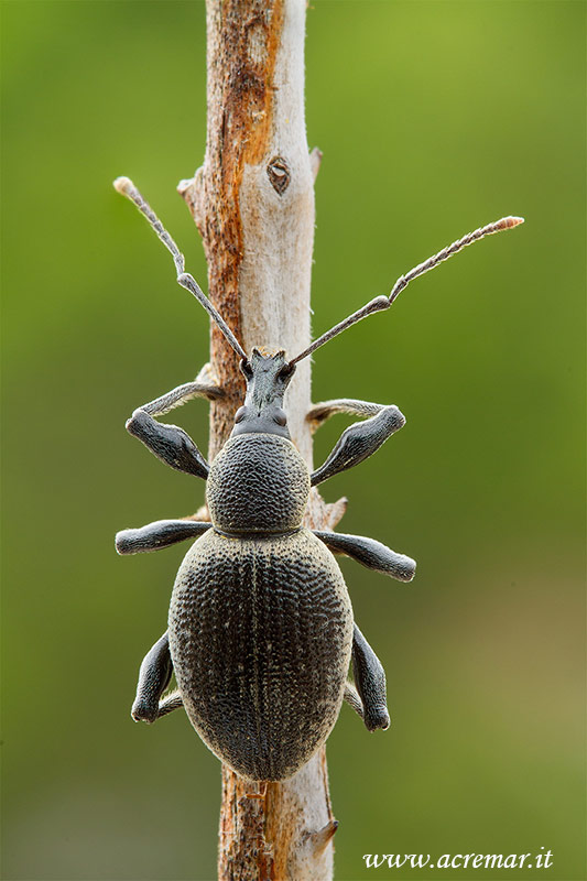 Curculionidae da identificare