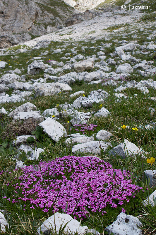 Silene acaulis