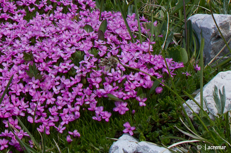 Silene acaulis