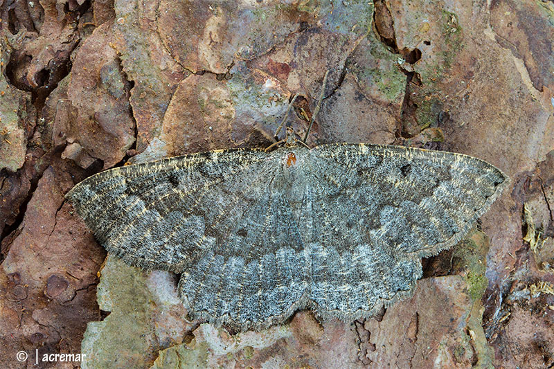 falena da identificare - Charissa sp.