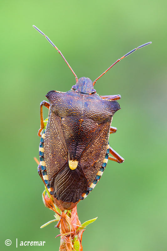 Pentatoma (Pentatoma) rufipes