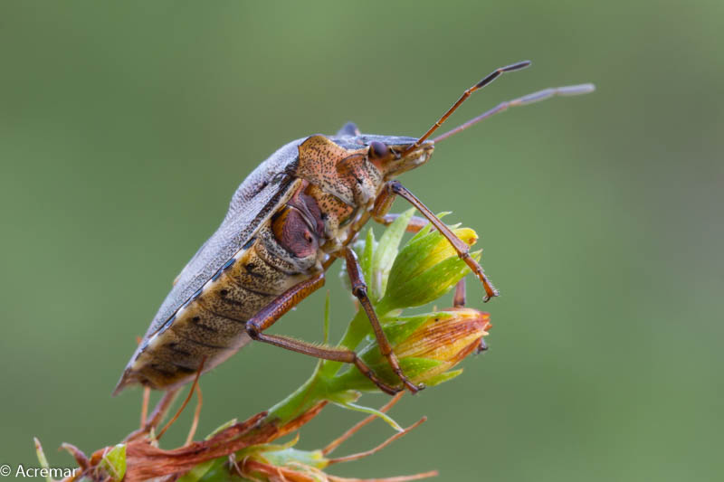 Pentatoma (Pentatoma) rufipes