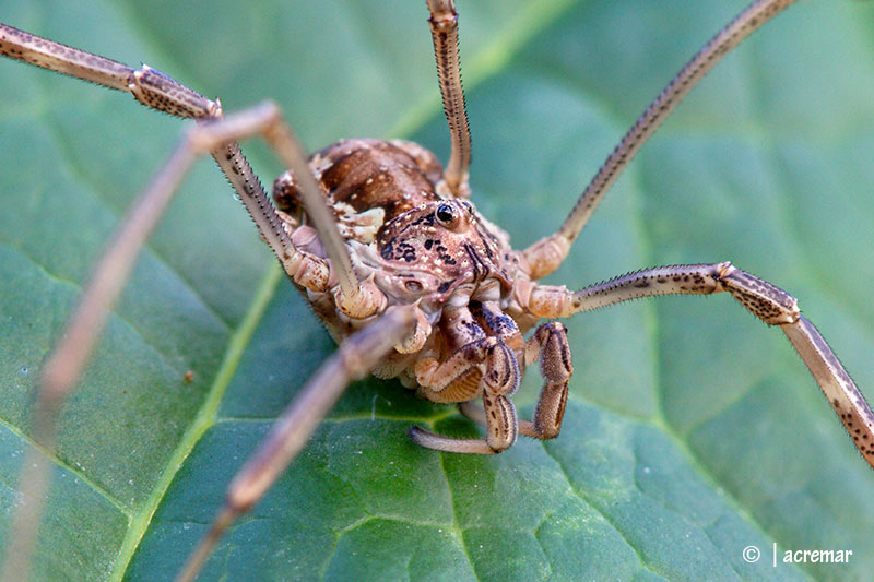 Opilionide da identificare