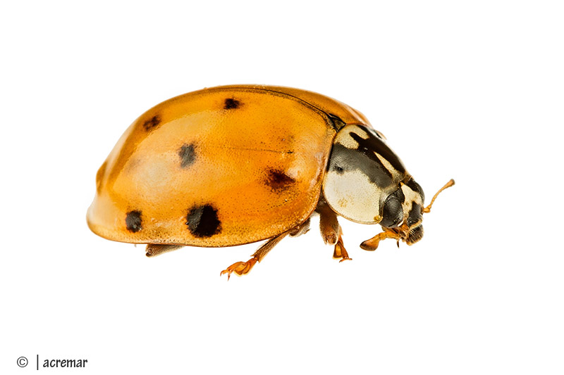 Harmonia axyridis, Coccinellidae