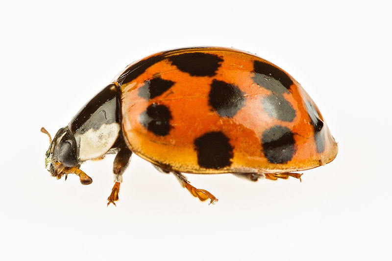 Harmonia axyridis, Coccinellidae