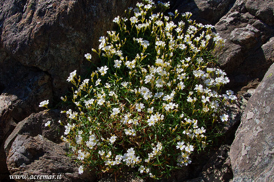 Cerastium utriense