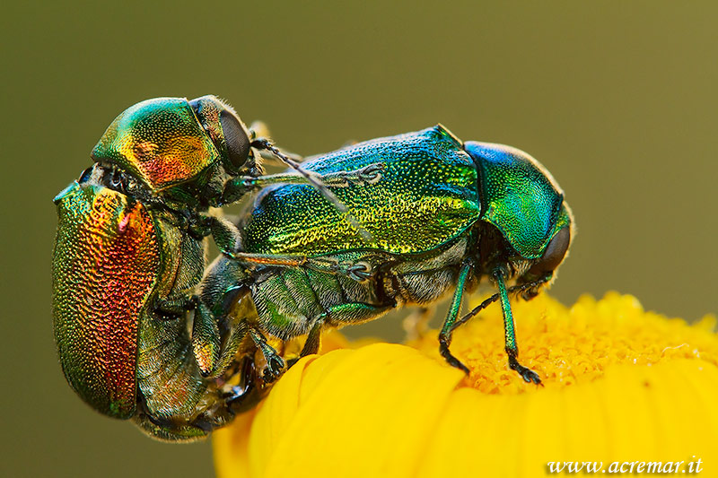 da identificare o confermare- Cryptocephalus cf. samniticus