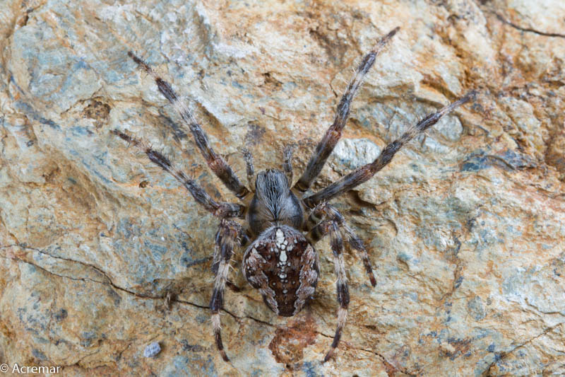 Araneus diadematus - nord della Francia