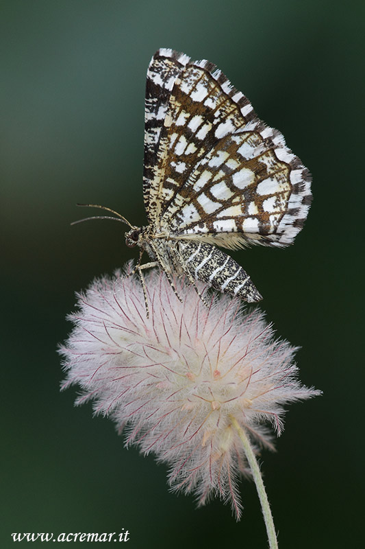 Falena da identificare