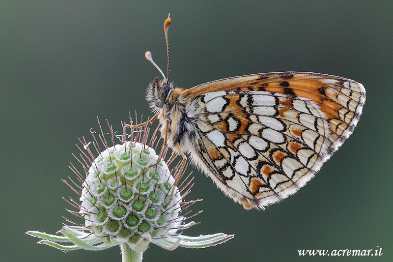 Melitaea deione ??????