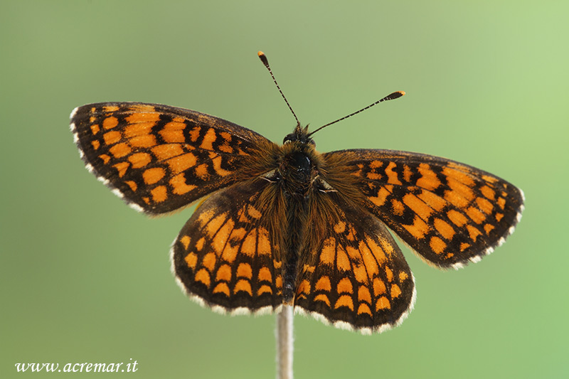 Melitaea deione ??????