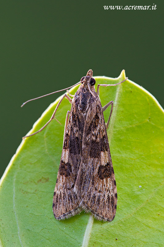 Falena da identificare