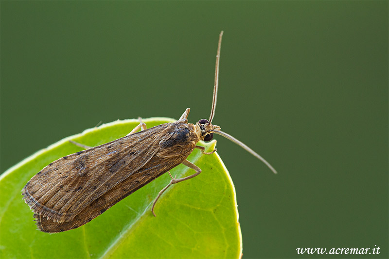 Falena da identificare 2