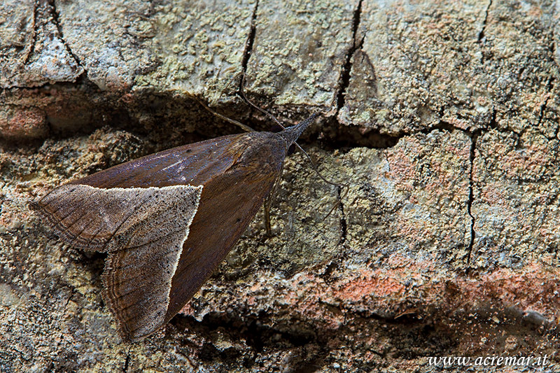 Falena da identificare