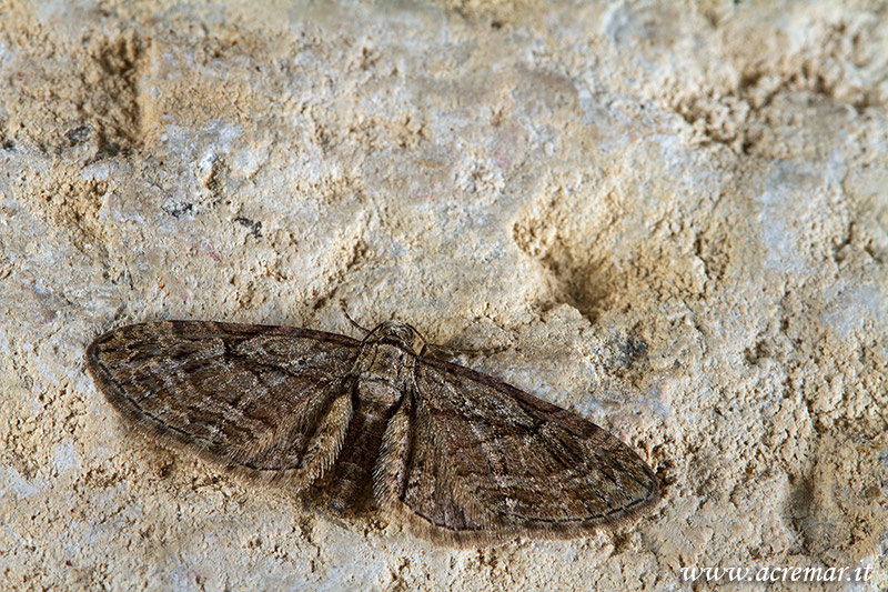 Falena da identificare 2