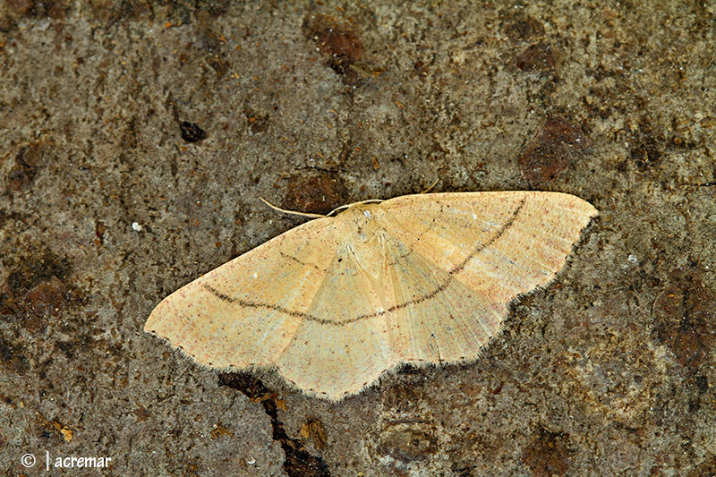 Falena da identificare