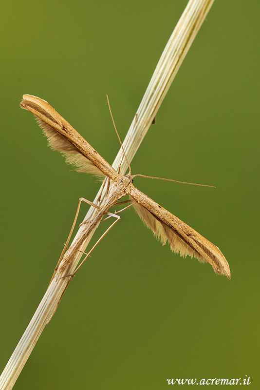 microlepidottero da identificare