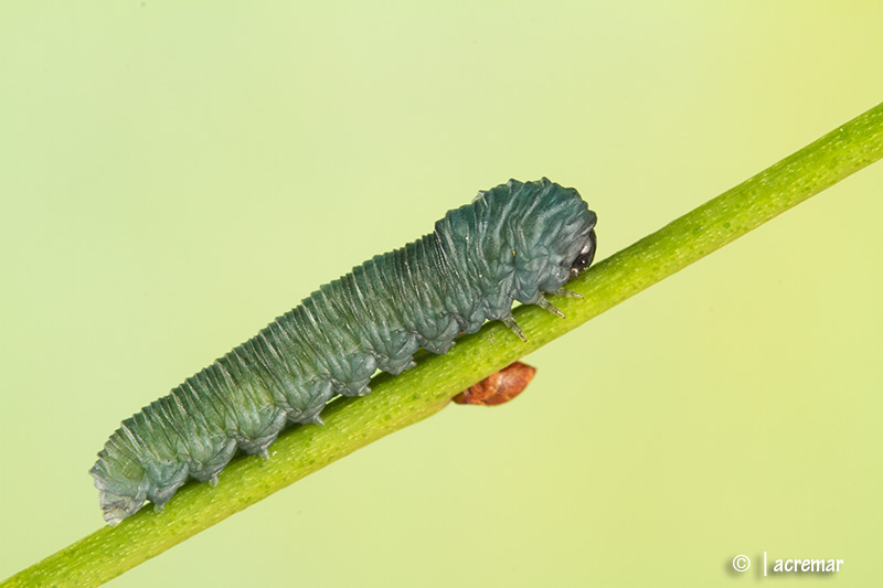 Larva di imenottero?