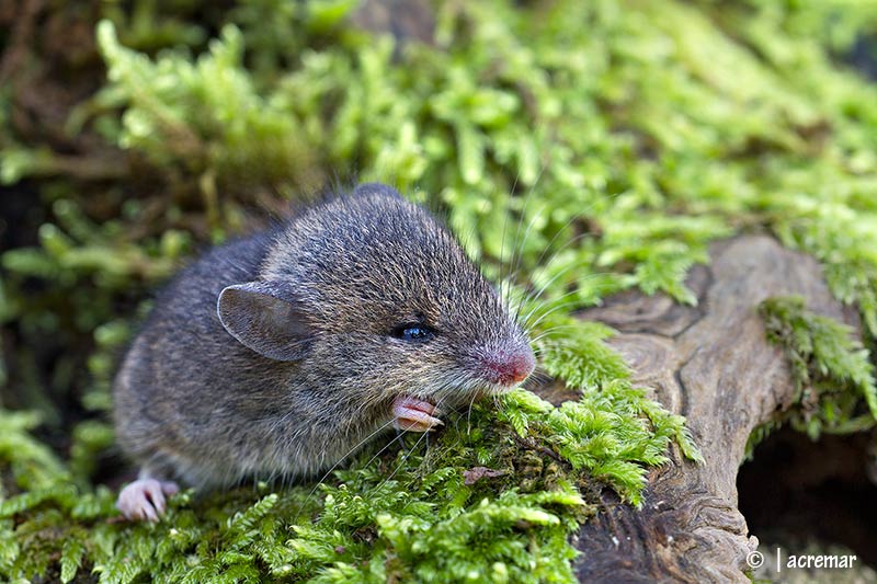 Da identificare. Apodemus sp. juv