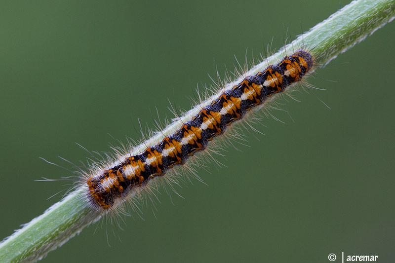 Falena da identificare