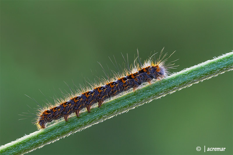 Falena da identificare