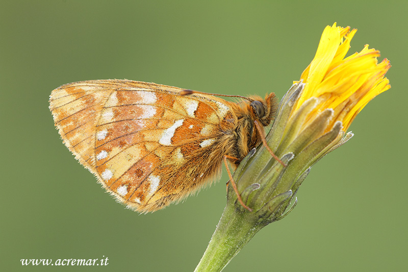 Boloria?? - Boloria (Boloria) cf. pales