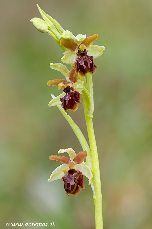 Ophrys da identificare