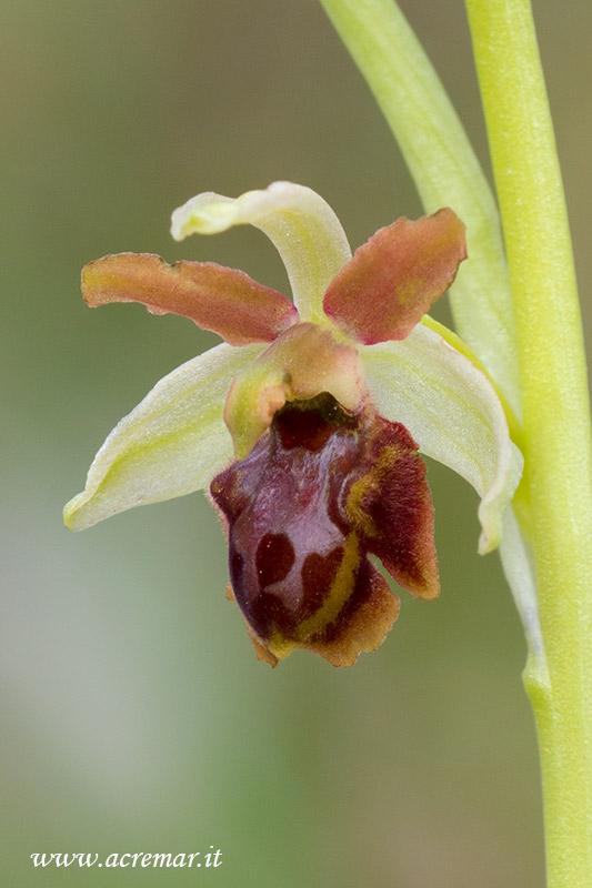 Ophrys da identificare