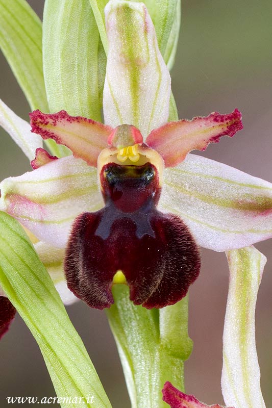 Ophrys exaltata subsp. montis-leonis