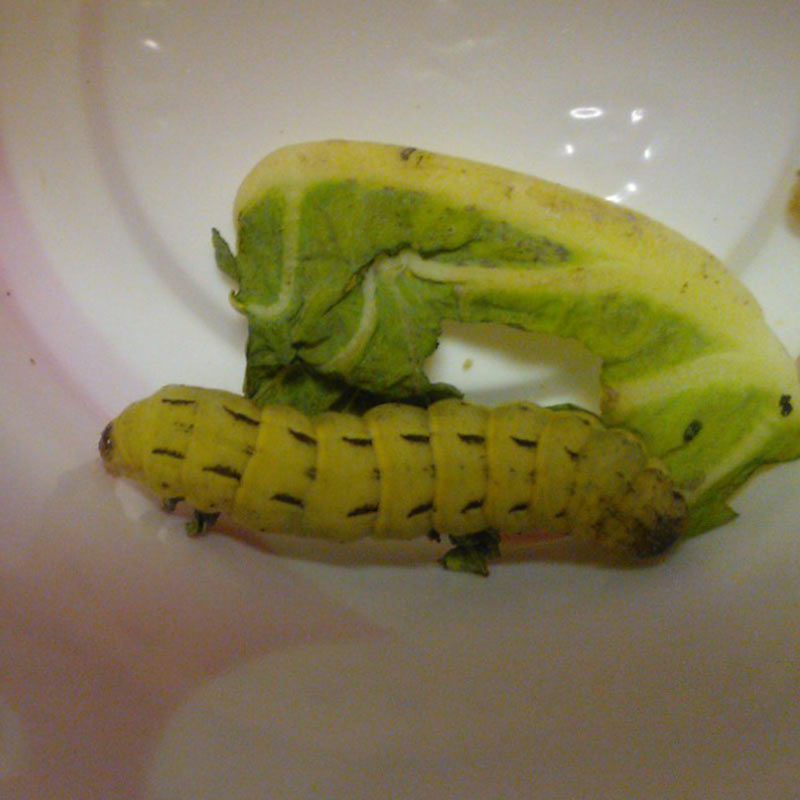 Larva da identificare