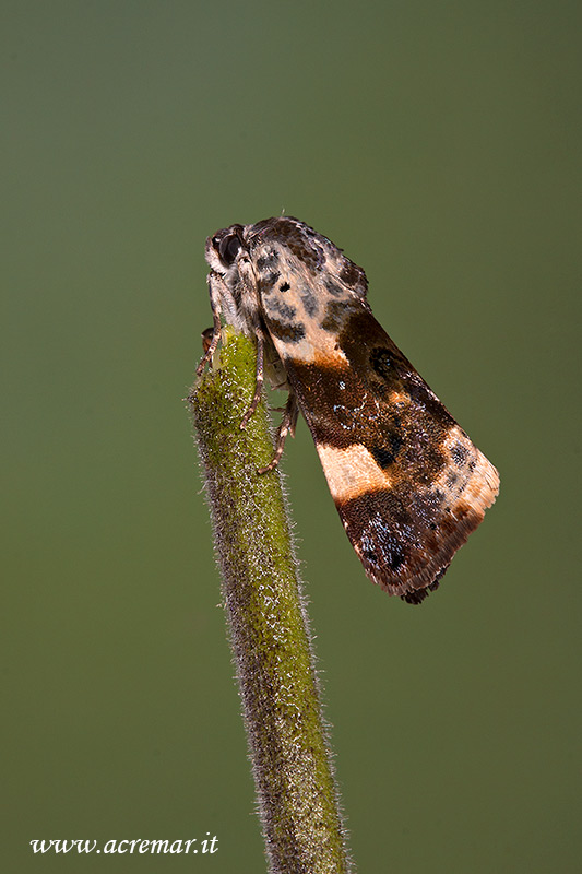 Falena da identificare