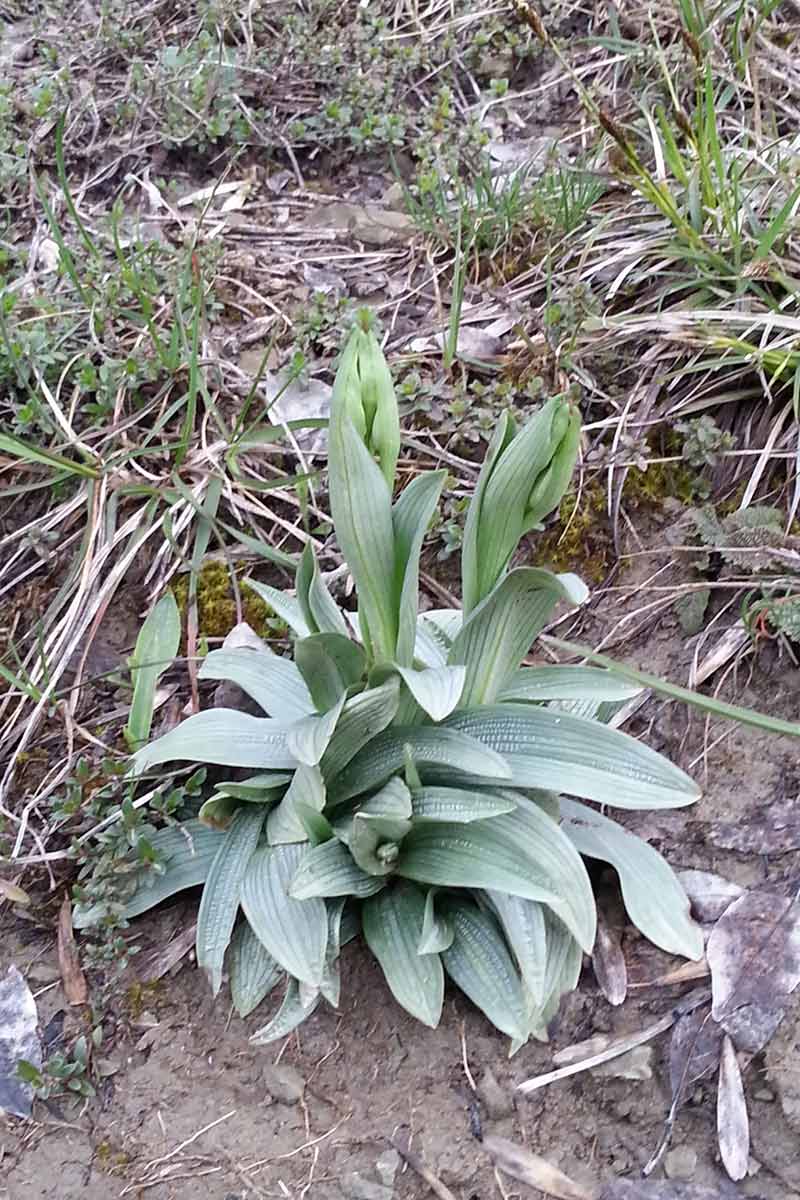 Ophrys lutea?