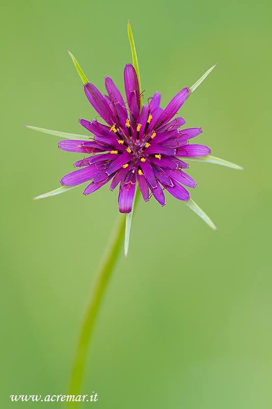 Tragopogon porrifolius