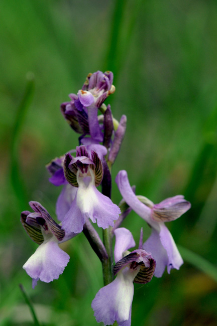 Anacamptis champagneuxii ? forse?