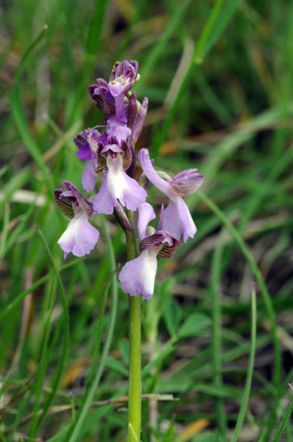 Anacamptis champagneuxii ? forse?