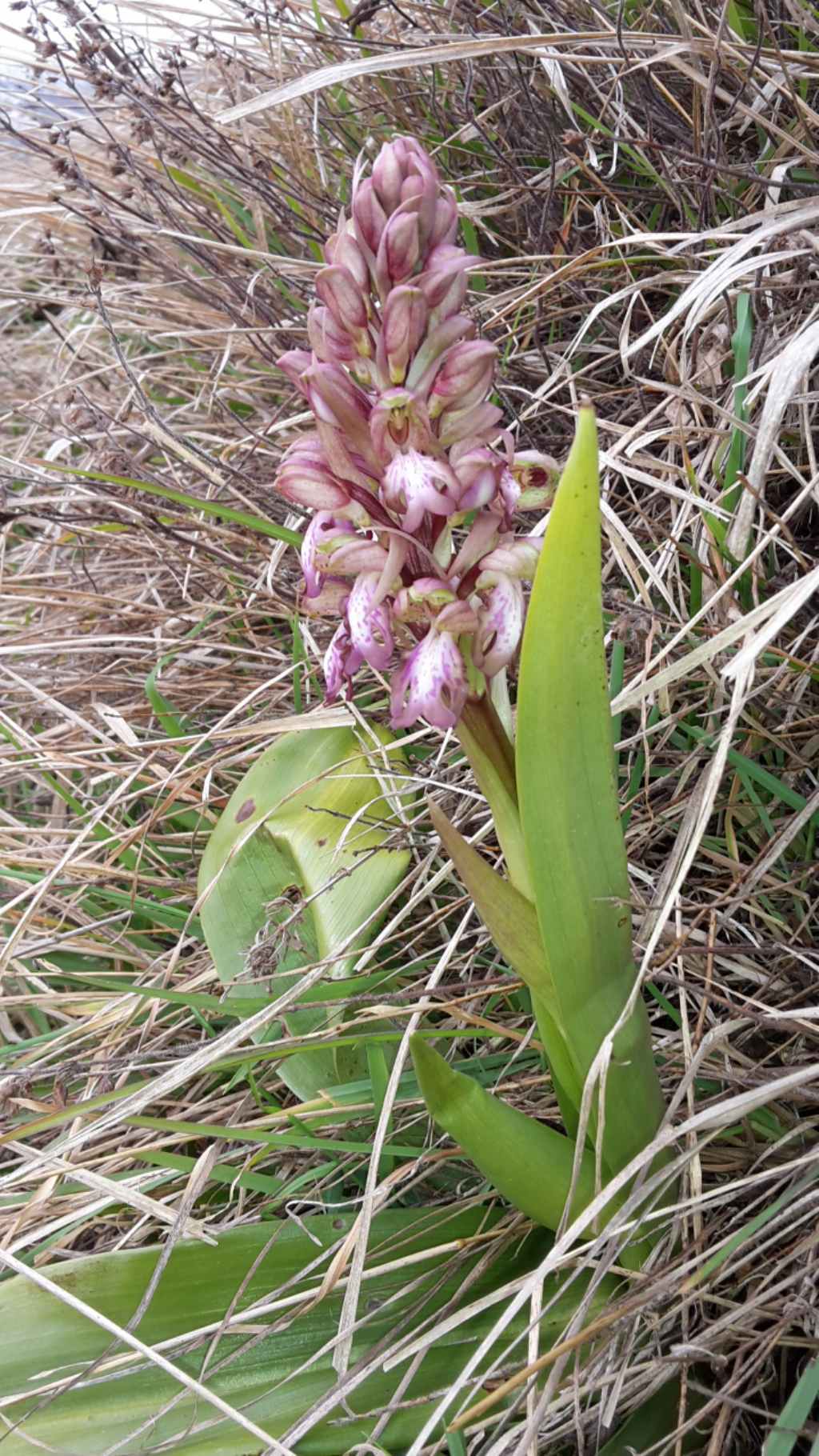 Barlia robertiana