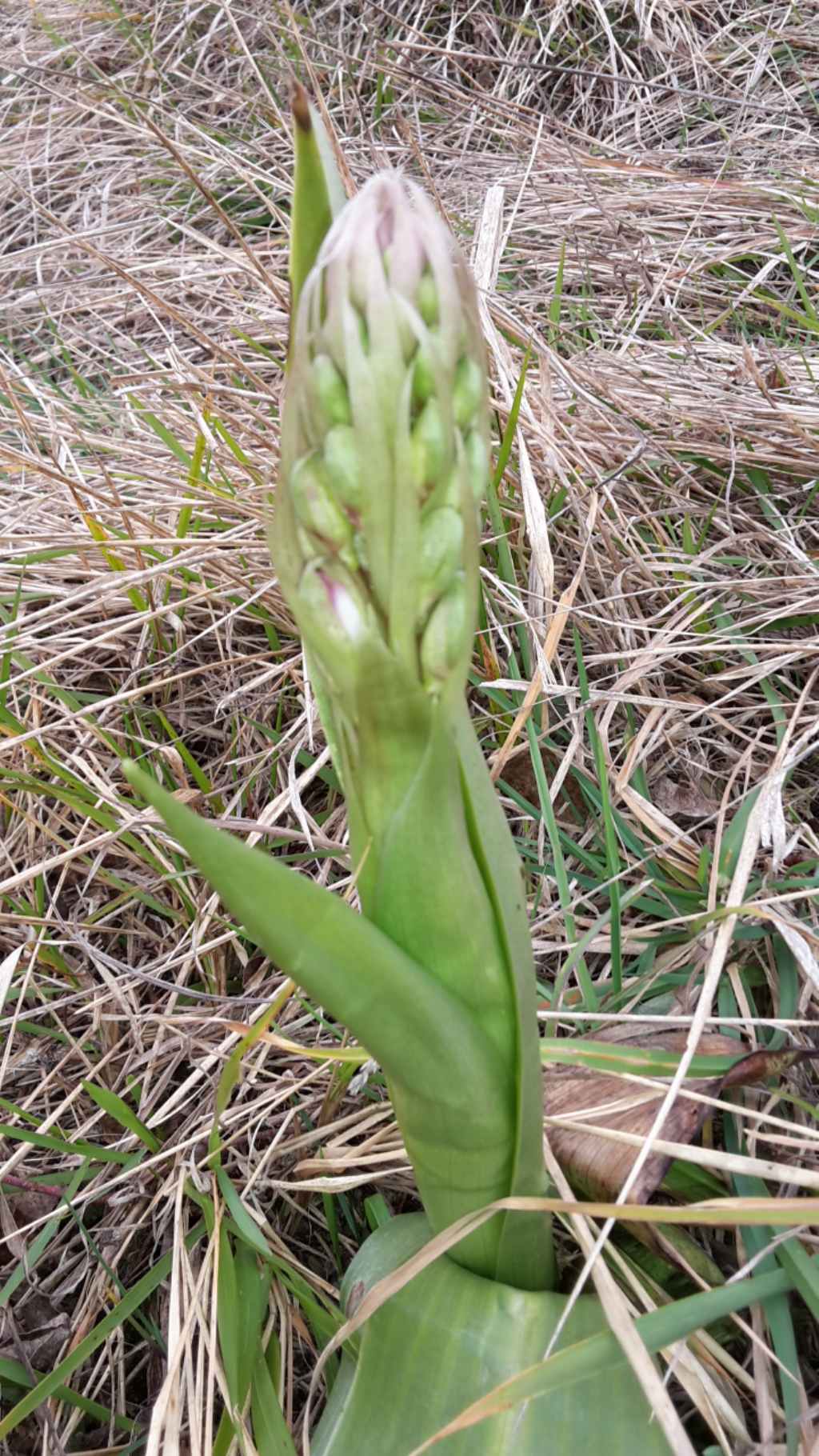 Barlia robertiana