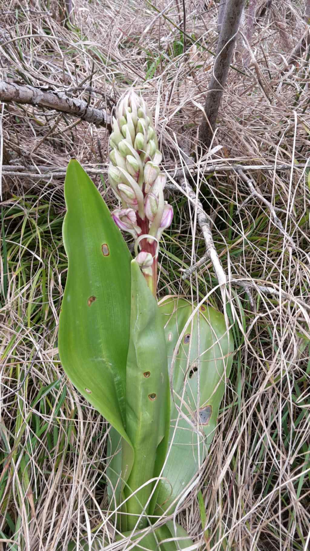 Barlia robertiana