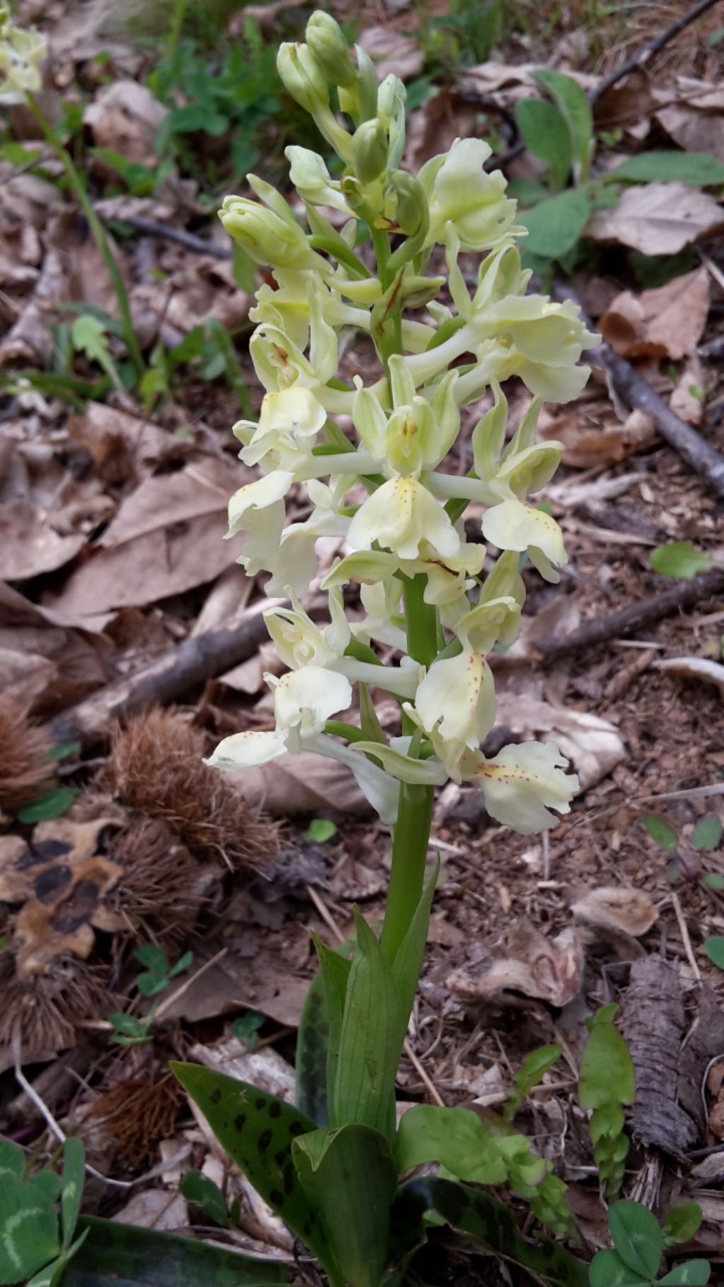 Orchis provincialis