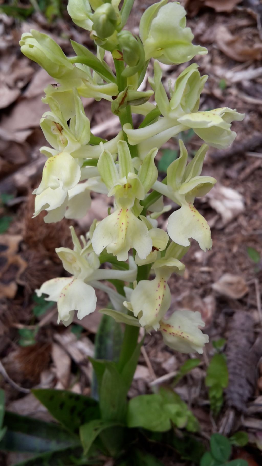 Orchis provincialis