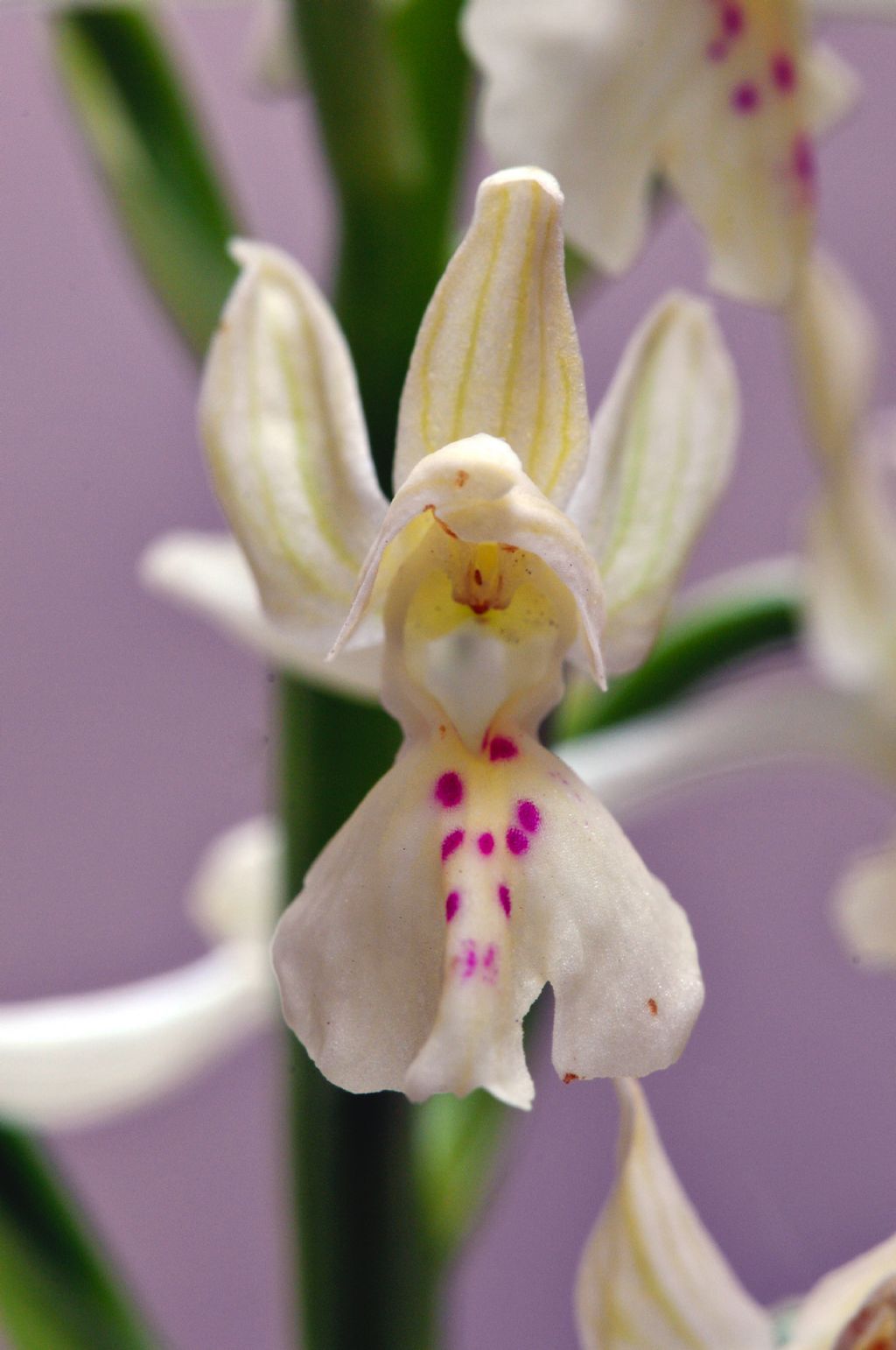 Orchis provincialis